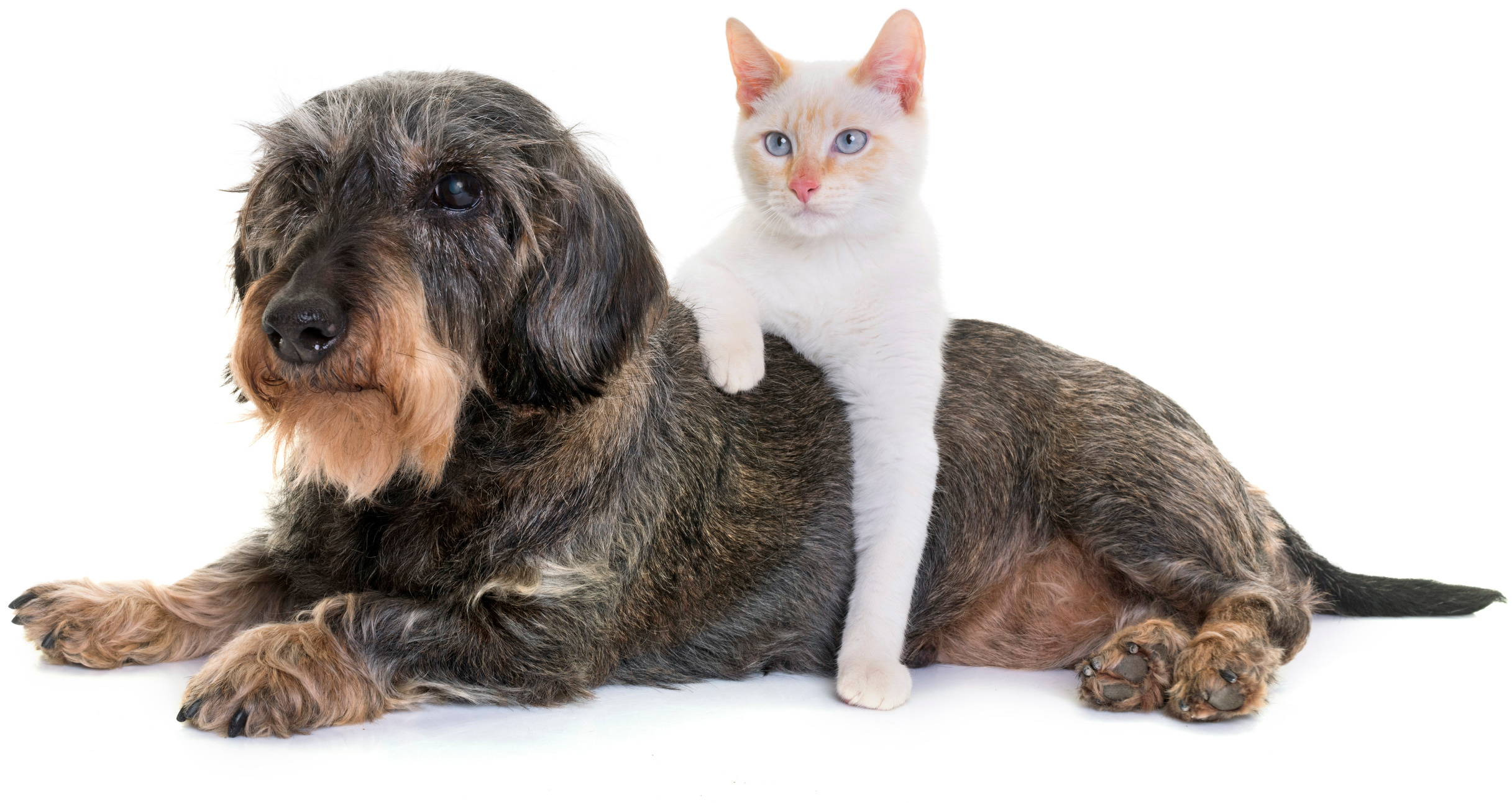 senior dachshund and cat
